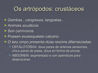 Os artrópodos: crustáceosOs artrópodos: crustáceos
► Gambas , cangrexos, langostas…Gambas , cangrexos, langostas…
► Animais acuáticosAnimais acuáticos
► Son carnívoros.Son carnívoros.
► Poseen exoesqueleto calcario.Poseen exoesqueleto calcario.
► O seu corpo presenta dúas rexións diferneciadas:O seu corpo presenta dúas rexións diferneciadas:
 CEFALOTÓRAX: dous pares de antenas sensoriais,CEFALOTÓRAX: dous pares de antenas sensoriais,
cinco pares de patas, dous en forma de pinzas.cinco pares de patas, dous en forma de pinzas.
 ABDOMEN: segmentado e con apéndices paraABDOMEN: segmentado e con apéndices para
desprazarse.desprazarse.
 