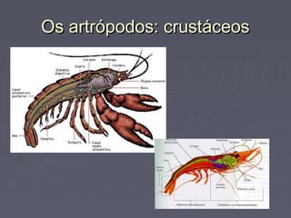 Os artrópodos: crustáceosOs artrópodos: crustáceos
 