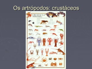 Os artrópodos: crustáceosOs artrópodos: crustáceos
 