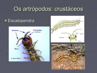 Os artrópodos: crustáceosOs artrópodos: crustáceos
►EscalopendraEscalopendra
 