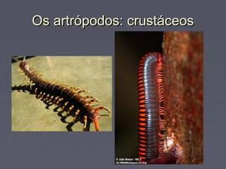 Os artrópodos: crustáceosOs artrópodos: crustáceos
 