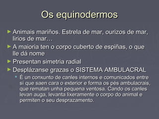 Os equinodermosOs equinodermos
► Animais mariños. Estrela de mar, ourizos de mar,Animais mariños. Estrela de mar, ourizos de mar,
lirios de mar…lirios de mar…
► A maioria ten o corpo cuberto de espiñas, o queA maioria ten o corpo cuberto de espiñas, o que
lle dá nomelle dá nome
► Presentan simetria radialPresentan simetria radial
► Desplázanse grazas o SISTEMA AMBULACRALDesplázanse grazas o SISTEMA AMBULACRAL
 É un conxunto de canles internos e comunicados entreÉ un conxunto de canles internos e comunicados entre
sí que saen cara o exterior e forma os pés ambulacrais,sí que saen cara o exterior e forma os pés ambulacrais,
que rematan unha pequena ventosa. Cando os canlesque rematan unha pequena ventosa. Cando os canles
levan auga, levanta lixeramente o corpo do animal elevan auga, levanta lixeramente o corpo do animal e
permiten o seu desprazamento.permiten o seu desprazamento.
 