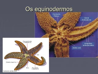 Os equinodermosOs equinodermos
 
