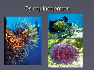 Os equinodermosOs equinodermos
 