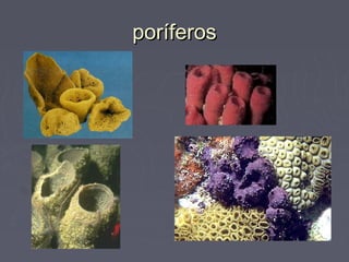 poríferosporíferos
 