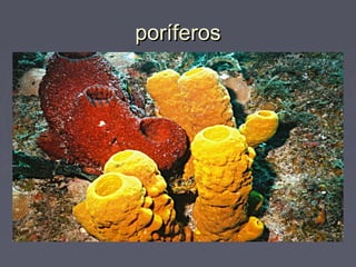 poríferosporíferos
 