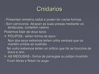 CnidariosCnidarios
- Presentan simetría radial e poden ter varias formas.- Presentan simetría radial e poden ter varias formas.
- Son carnívoros. Atrapan as súas presas mediante os- Son carnívoros. Atrapan as súas presas mediante os
tentáculos, conteñen veleno.tentáculos, conteñen veleno.
Podemos falar de dous tipos:Podemos falar de dous tipos:
► PÓLIPOS.- teñen forma de saco.PÓLIPOS.- teñen forma de saco.
Nun dos seus extremos teñen unha ventosa que osNun dos seus extremos teñen unha ventosa que os
mantén unidos ao sustrato.mantén unidos ao sustrato.
No outro extremos teñen un orificio que fai as funcións deNo outro extremos teñen un orificio que fai as funcións de
boca e ano.boca e ano.
► AS MEDUSAS.- forma de paraugas ou pólipo invertido.AS MEDUSAS.- forma de paraugas ou pólipo invertido.
Viven libres e flotan na auga.Viven libres e flotan na auga.
 