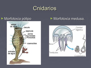 CnidariosCnidarios
► Morfoloxía pólipoMorfoloxía pólipo ► Morfoloxía medusa.Morfoloxía medusa.
 