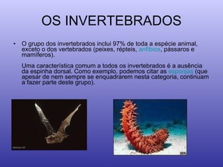 OS INVERTEBRADOS O grupo dos invertebrados inclui 97% de toda a espécie animal, exceto o dos vertebrados (peixes, répteis,  anfíbios , pássaros e mamíferos). Uma característica comum a todos os invertebrados é a ausência da espinha dorsal. Como exemplo, podemos citar as  esponjas  (que apesar de nem sempre se enquadrarem nesta categoria, continuam a fazer parte deste grupo). 