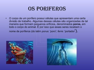OS PORIFEROS O corpo de um porífero possui células que apresentam uma certa divisão de trabalho. Algumas dessas células são organizadas de tal maneira que formam pequenos orifícios, denominados  poros,  em todo o corpo do animal. É por isso que esses seres recebem o nome de poríferos (do latim  porus : 'poro';  ferre : 'portador ').  