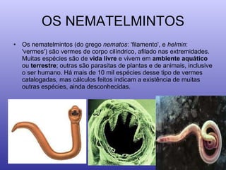 OS NEMATELMINTOS Os nematelmintos (do grego  nematos : 'filamento', e  helmin : 'vermes') são vermes de corpo cilíndrico, afilado nas extremidades. Muitas espécies são de  vida livre  e vivem em  ambiente aquático  ou  terrestre ; outras são parasitas de plantas e de animais, inclusive o ser humano. Há mais de 10 mil espécies desse tipo de vermes catalogadas, mas cálculos feitos indicam a existência de muitas outras espécies, ainda desconhecidas.  