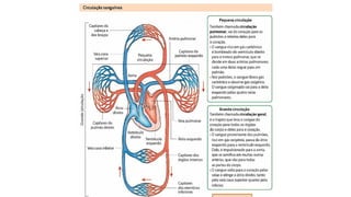 Comprehensive Overview of the Human Cardiovascular System and Its ...