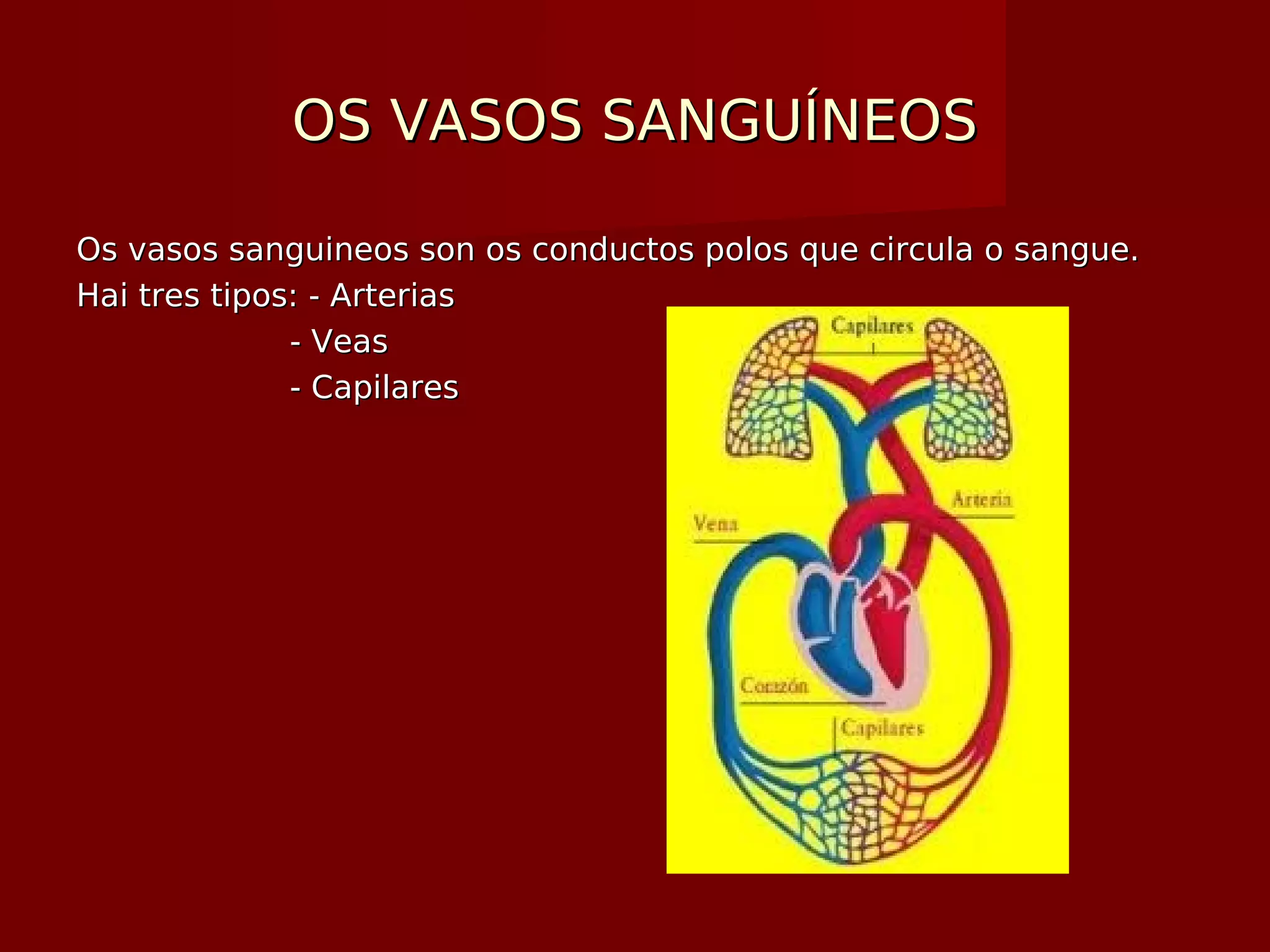 OS VASOS SANGUÍNEOSOS VASOS SANGUÍNEOS
Os vasos sanguineos son os conductos polos que circula o sangue.Os vasos sanguineos son os conductos polos que circula o sangue.
Hai tres tipos: - ArteriasHai tres tipos: - Arterias
- Veas- Veas
- Capilares- Capilares
 