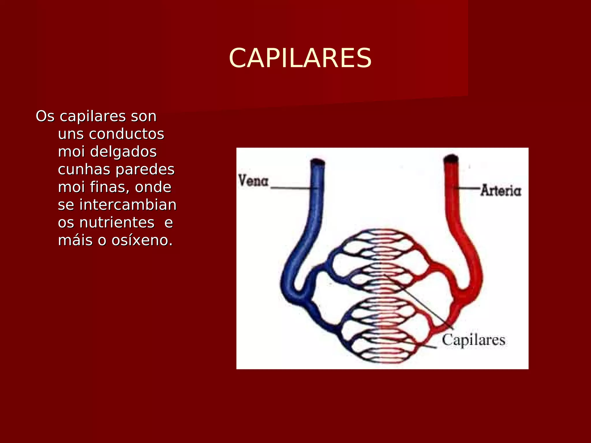 CAPILARES
Os capilares sonOs capilares son
uns conductosuns conductos
moi delgadosmoi delgados
cunhas paredescunhas paredes
moi finas, ondemoi finas, onde
se intercambianse intercambian
os nutrientes eos nutrientes e
máis o osíxeno.máis o osíxeno.
 
