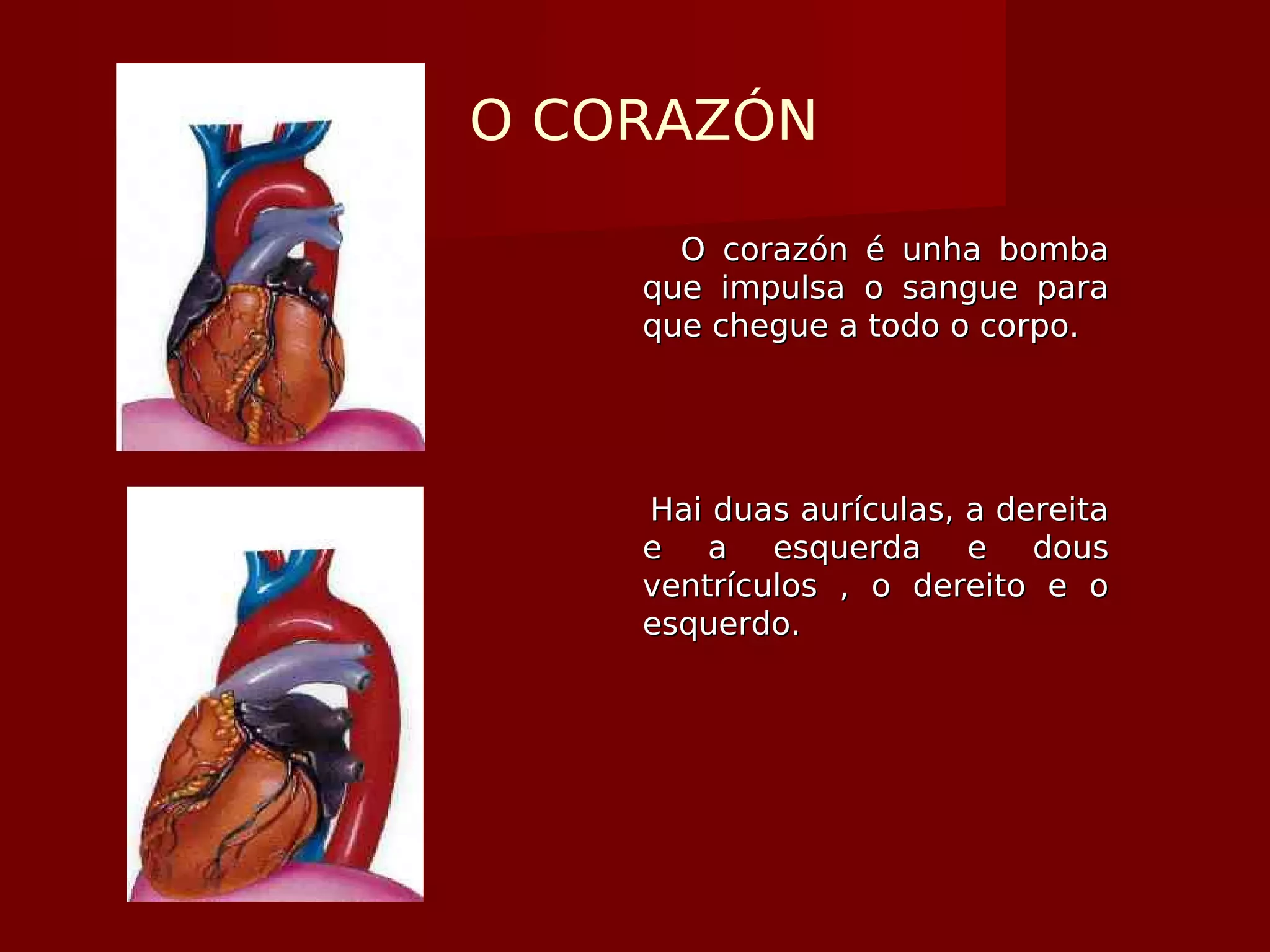 O CORAZÓN
O corazón é unha bombaO corazón é unha bomba
que impulsa o sangue paraque impulsa o sangue para
que chegue a todo o corpo.que chegue a todo o corpo.
Hai duas aurículas, a dereitaHai duas aurículas, a dereita
e a esquerda e douse a esquerda e dous
ventrículos , o dereito e oventrículos , o dereito e o
esquerdo.esquerdo.
 