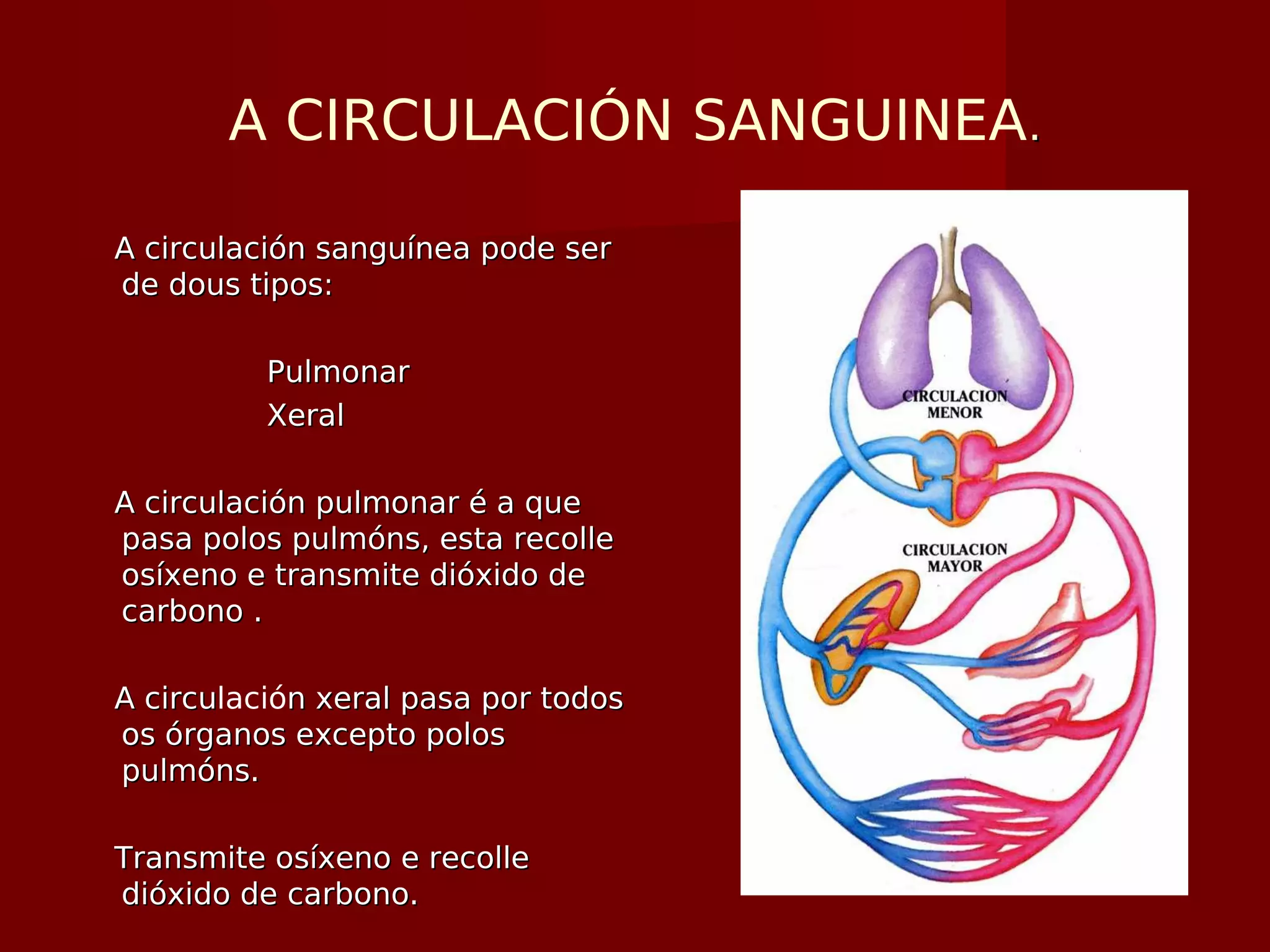 A CIRCULACIÓN SANGUINEA..
A circulación sanguínea pode serA circulación sanguínea pode ser
de dous tipos:de dous tipos:
PulmonarPulmonar
XeralXeral
A circulación pulmonar é a queA circulación pulmonar é a que
pasa polos pulmóns, esta recollepasa polos pulmóns, esta recolle
osíxeno e transmite dióxido deosíxeno e transmite dióxido de
carbono .carbono .
A circuA circulación xeral pasa por todosn xeral pasa por todos
os órganos excepto polosos órganos excepto polos
pulmóns.pulmóns.
Transmite osíxeno e recolleTransmite osíxeno e recolle
dióxido de carbono.dióxido de carbono.
 