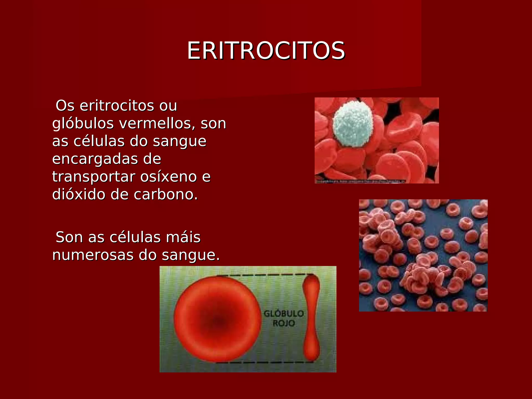 ERITROCITOSERITROCITOS
Os eritrocitos ouOs eritrocitos ou
glóbulos vermellos, sonlóbulos vermellos, son
as células do sangueas células do sangue
encargadas deencargadas de
transportar osíxeno etransportar osíxeno e
dióxido de carbono.dióxido de carbono.
Son as células máisSon as células máis
numerosas do sangue.numerosas do sangue.
 