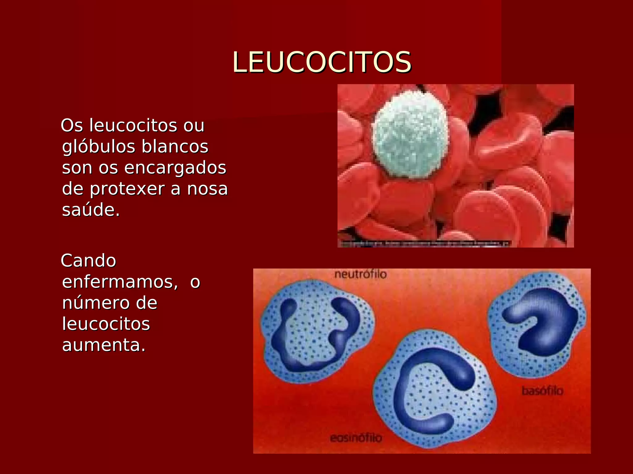 LEUCOCITOSLEUCOCITOS
Os leucocitos ouOs leucocitos ou
glóbulos blancosglóbulos blancos
son os encargadosson os encargados
de protexer a nosade protexer a nosa
saúde.saúde.
CandoCando
enfermamos, oenfermamos, o
número denúmero de
leucocitosleucocitos
aumenta.aumenta.
 
