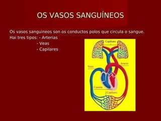 OS VASOS SANGUÍNEOSOS VASOS SANGUÍNEOS
Os vasos sanguineos son os conductos polos que circula o sangue.Os vasos sanguineos son os conductos polos que circula o sangue.
Hai tres tipos: - ArteriasHai tres tipos: - Arterias
- Veas- Veas
- Capilares- Capilares
 