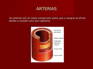 ARTERIASARTERIAS
As arterias son os vasos sanguíneos polos que o sangue se dirixeAs arterias son os vasos sanguíneos polos que o sangue se dirixe
desde o corazón cara aos capilaresdesde o corazón cara aos capilares
 