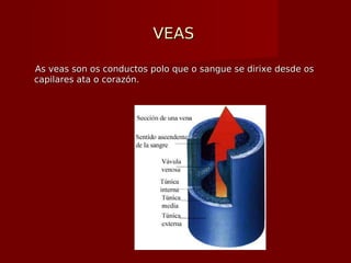 VEASVEAS
As veas son os conductos polo que o sangue se dirixe desde osAs veas son os conductos polo que o sangue se dirixe desde os
capilares ata o corazón.capilares ata o corazón.
 