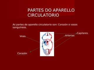 PARTES DO APARELLO
CIRCULATORIO
As partes do aparello circulatorio son: Corazón e vasos
sanguíneos.
ArteriasVeas
Capilares
Corazón
 