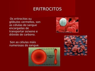 ERITROCITOSERITROCITOS
Os eritrocitos ouOs eritrocitos ou
glóbulos vermellos, sonlóbulos vermellos, son
as células do sangueas células do sangue
encargadas deencargadas de
transportar osíxeno etransportar osíxeno e
dióxido de carbono.dióxido de carbono.
Son as células máisSon as células máis
numerosas do sangue.numerosas do sangue.
 