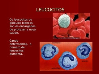 LEUCOCITOSLEUCOCITOS
Os leucocitos ouOs leucocitos ou
glóbulos blancosglóbulos blancos
son os encargadosson os encargados
de protexer a nosade protexer a nosa
saúde.saúde.
CandoCando
enfermamos, oenfermamos, o
número denúmero de
leucocitosleucocitos
aumenta.aumenta.
 