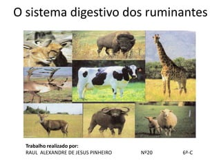 O sistema digestivo dos ruminantes




  Trabalho realizado por:
  RAUL ALEXANDRE DE JESUS PINHEIRO   Nº20   6º-C
 