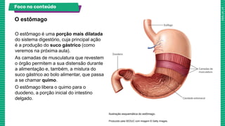 O sistema digestório.Os órgãos que compõem o nosso corpo | PDF