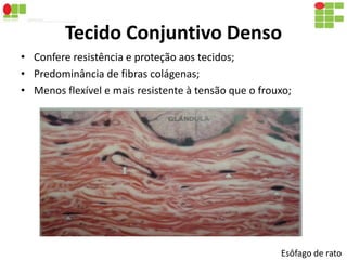 Tecido Conjuntivo Denso 
• Confere resistência e proteção aos tecidos; 
• Predominância de fibras colágenas; 
• Menos flexível e mais resistente à tensão que o frouxo; 
Esôfago de rato 
 