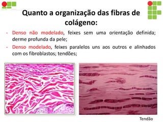 Quanto a organização das fibras de 
colágeno: 
- Denso não modelado, feixes sem uma orientação definida; 
derme profunda da pele; 
- Denso modelado, feixes paralelos uns aos outros e alinhados 
com os fibroblastos; tendões; 
Tendão 
 