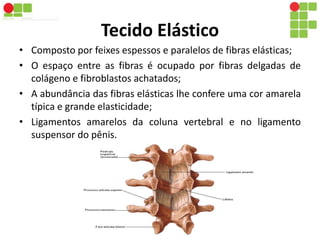 Tecido Elástico 
• Composto por feixes espessos e paralelos de fibras elásticas; 
• O espaço entre as fibras é ocupado por fibras delgadas de 
colágeno e fibroblastos achatados; 
• A abundância das fibras elásticas lhe confere uma cor amarela 
típica e grande elasticidade; 
• Ligamentos amarelos da coluna vertebral e no ligamento 
suspensor do pênis. 
 