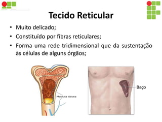 Tecido Reticular 
• Muito delicado; 
• Constituído por fibras reticulares; 
• Forma uma rede tridimensional que da sustentação 
às células de alguns órgãos; 
 
