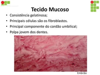 Tecido Mucoso 
• Consistência gelatinosa; 
• Principais células são os fibroblastos. 
• Principal componente do cordão umbilical; 
• Polpa jovem dos dentes. 
Embrião 
 