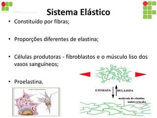 Sistema Elástico 
• Constituído por fibras; 
• Proporções diferentes de elastina; 
• Células produtoras - fibroblastos e o músculo liso dos 
vasos sanguíneos; 
• Proelastina. 
 