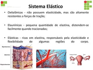 Sistema Elástico 
• Oxitalânicas - não possuem elasticidade, mas são altamente 
resistentes a forças de tração; 
• Elaunínicas - pequena quantidade de elastina, distendem-se 
facilmente quando tracionadas; 
• Elásticas - ricas em elastina, responsáveis pela elasticidade e 
flexibilidade de algumas regiões do corpo. 
 