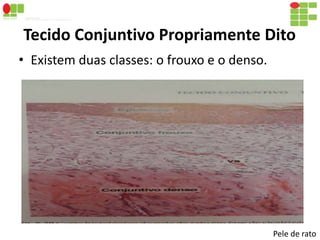 Tecido Conjuntivo Propriamente Dito 
• Existem duas classes: o frouxo e o denso. 
Pele de rato 
 