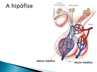 A hipófise
Adeno-hipófise
Neuro-hipófise
 