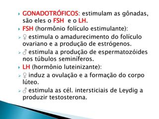  GONADOTRÓFICOS: estimulam as gônadas,
são eles o FSH e o LH.
 FSH (hormônio folículo estimulante):
 ♀ estimula o amadurecimento do folículo
ovariano e a produção de estrógenos.
 ♂ estimula a produção de espermatozóides
nos túbulos seminíferos.
 LH (hormônio luteinizante):
 ♀ induz a ovulação e a formação do corpo
lúteo.
 ♂ estimula as cél. intersticiais de Leydig a
produzir testosterona.
 