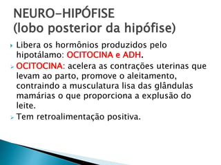 NEURO-HIPÓFISE
(lobo posterior da hipófise)
 Libera os hormônios produzidos pelo
hipotálamo: OCITOCINA e ADH.
 OCITOCINA: acelera as contrações uterinas que
levam ao parto, promove o aleitamento,
contraindo a musculatura lisa das glândulas
mamárias o que proporciona a explusão do
leite.
 Tem retroalimentação positiva.
 