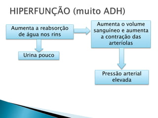 Aumenta a reabsorção
de água nos rins
Urina pouco
Aumenta o volume
sanguíneo e aumenta
a contração das
arteríolas
Pressão arterial
elevada
 