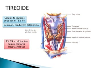 Células foliculares
produzem T3 e T4
Células C produzem calcitonina
T3, T4 e calcitonina
têm receptores
citoplasmáticos
 