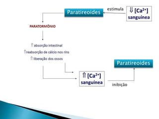 Paratireoides
inibição
Paratireoides
estimula
 