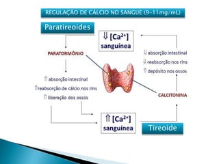 REGULAÇÃO DE CÁLCIO NO SANGUE (9-11mg/mL)
Paratireoides
Tireoide
 