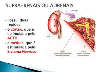 SUPRA-RENAIS OU ADRENAIS
 Possui duas
regiões:
 o córtex, que é
estimulado pelo
ACTH
 a medula, que é
estimulada pelo
Sistema Nervoso.
 