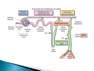 ADH
Aldosterona
 