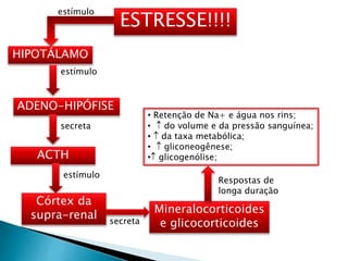 ESTRESSE!!!!
estímulo
HIPOTÁLAMO
estímulo
ADENO-HIPÓFISE
secreta
ACTH
Respostas de
longa duração
• Retenção de Na+ e água nos rins;
•  do volume e da pressão sanguínea;
•  da taxa metabólica;
•  gliconeogênese;
• glicogenólise;
estímulo
Córtex da
supra-renal secreta
Mineralocorticoides
e glicocorticoides
 
