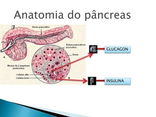 Anatomia do pâncreas
INSULINA
GLUCAGON
 