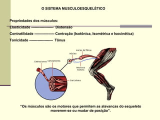 Propriedades dos músculos:
Elasticidade ------------------- Distensão
Contratilidade ----------------- Contração (Isotônic...